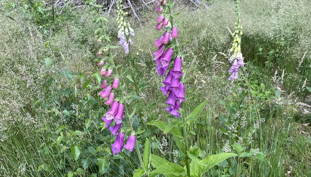 © DAV/Elisabeth Begert